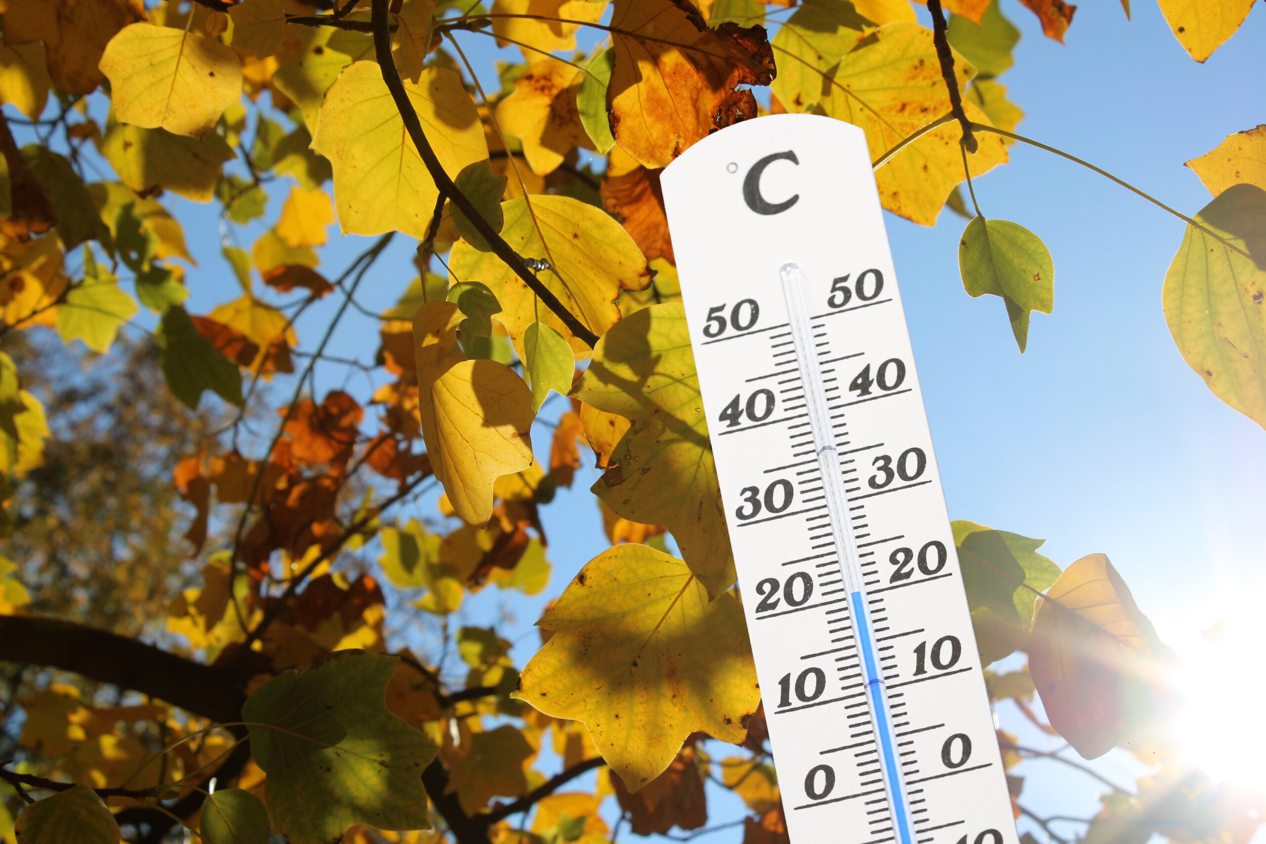 Thermometer in front of an autumn colored tree
