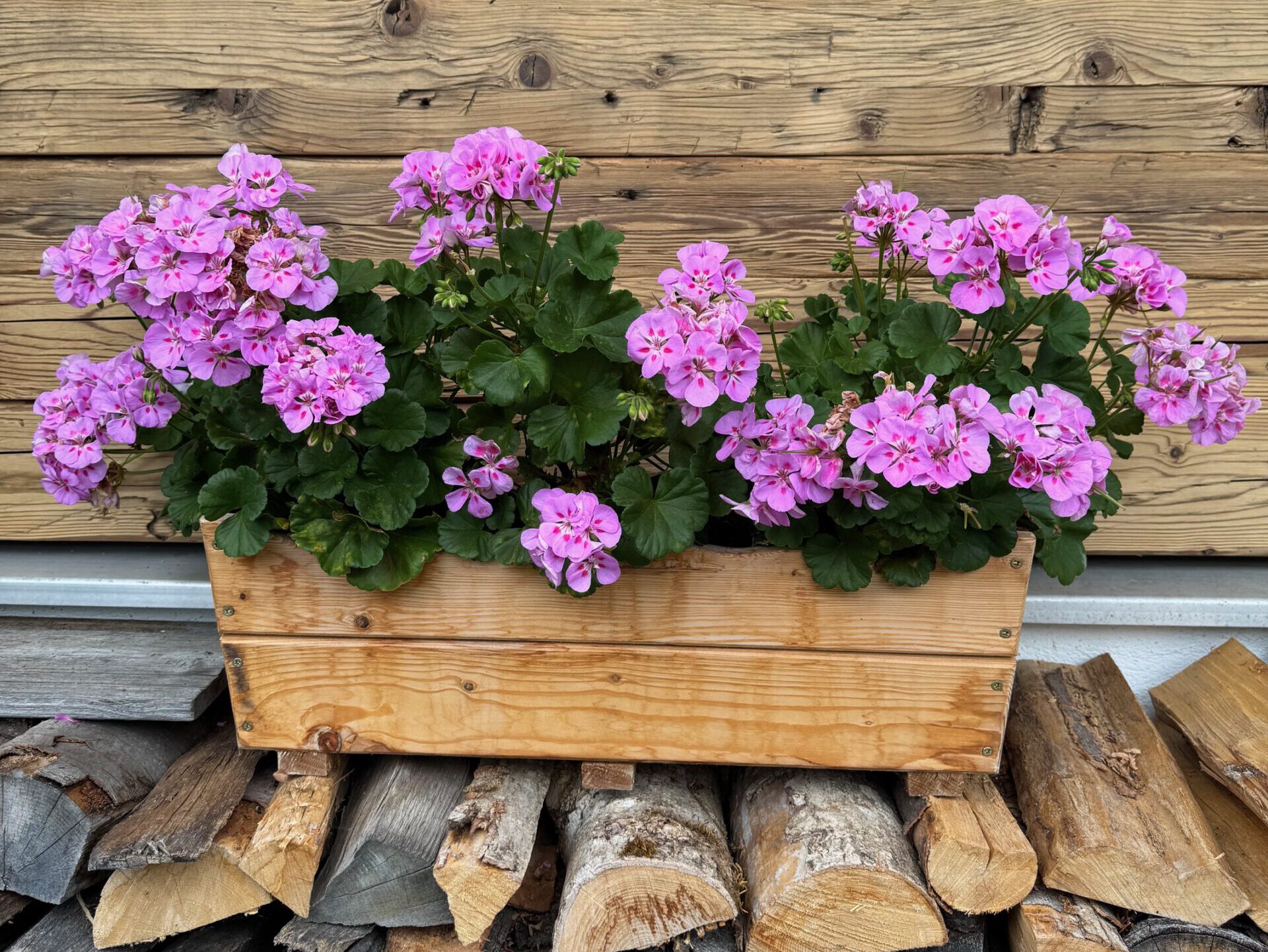 Hölzerner Blumentopf mit Frühlingsblumen in rosa auf Holzscheiten vor Hausfassade